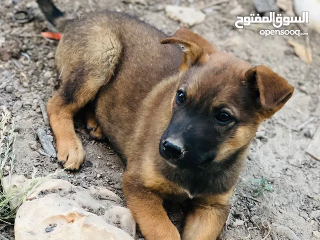 متاح بفضل الله ذكر بلجم مالينو شهرين صحه ونضافه ماخذ جميع المطاعيم