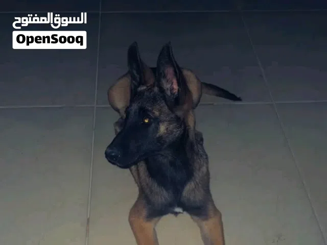 أنثى مالينوا للبيع حاجه ربي يباركك( اقرا الوصف ) نساعدوك في السعر