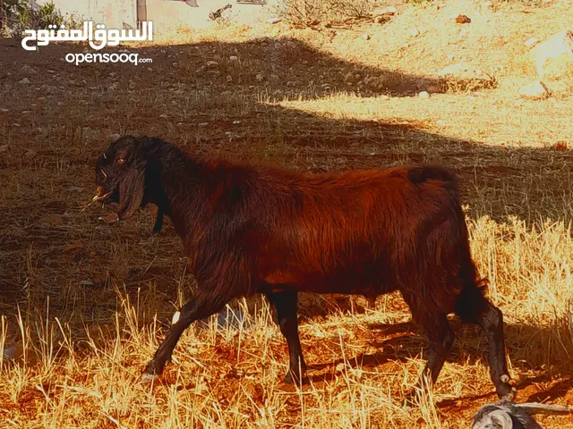 تيس نخب اول للبيع