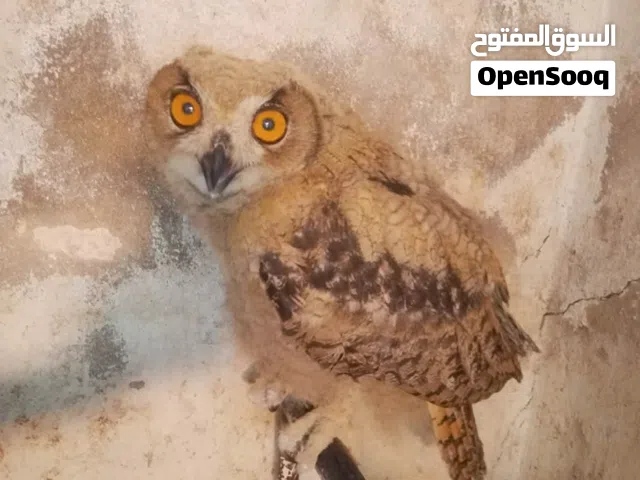 أجمل الطيور في العالم