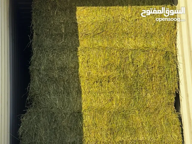 برسيم مصري للبيع
