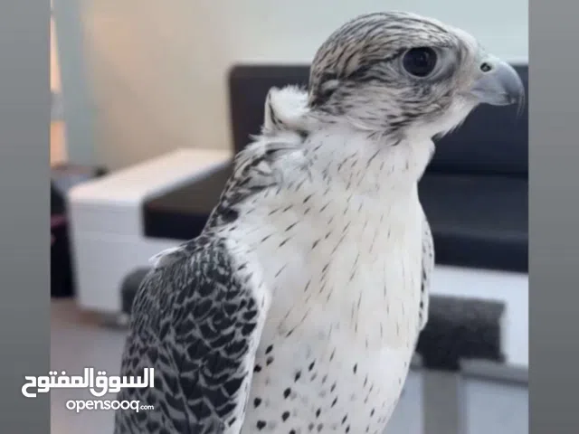 طير تبع جرناس 3