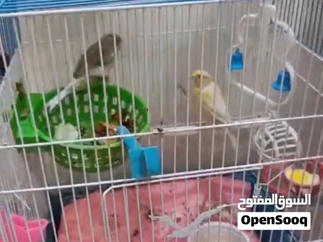 طيور كناري زوج