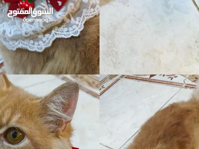 للبيع: ذكرين شيرازي أصل، هادئين وحنونين، جاهز للمنزل الجديد