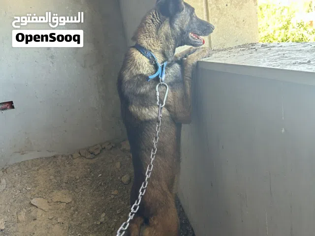 مالينو 14شهر عمره