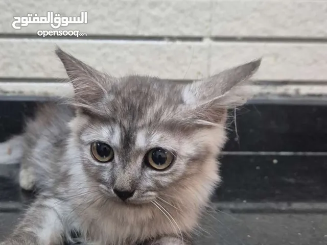 قط شيرازي سن اربع اشهر بنت