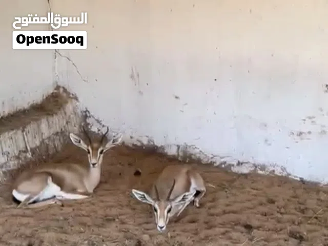 ذكر واتنين اناتي غزال الريم