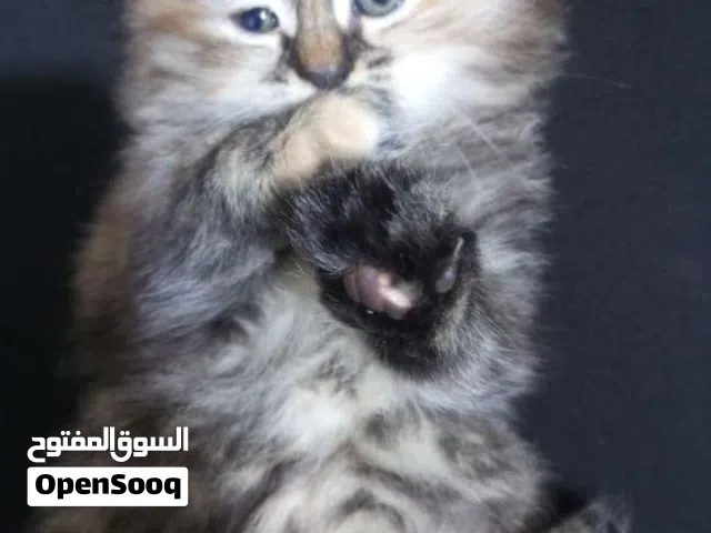 قط انثى للبيع سكوتش فولد بسعر طري العمر شهرين ونص