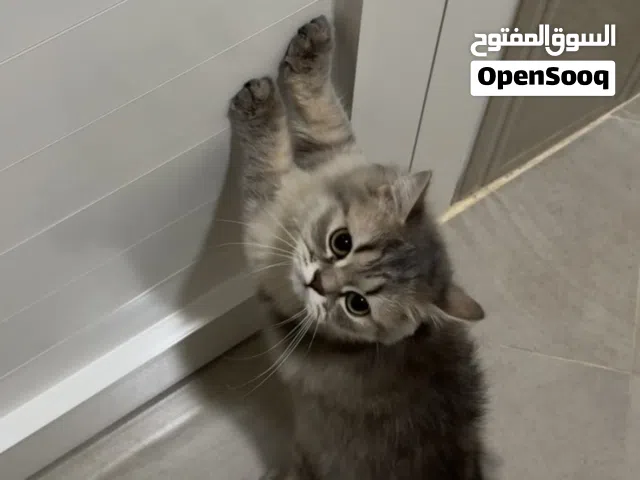 تبني قطط شيرازي