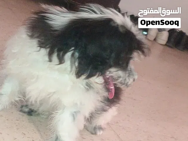 كلبه انثا اسمها بيلا ماخذه مطاعيم لعوبه