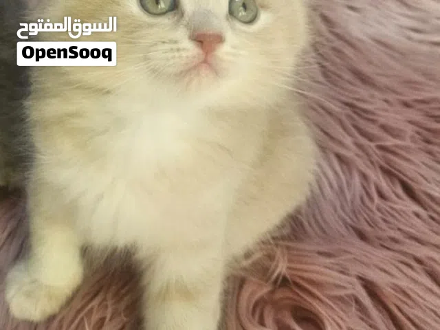 سكوتش دبل فولد