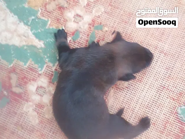 جرو ة مالينوا ....الصورة ليها اسبوع