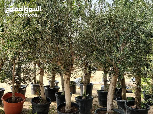 Olives Trees