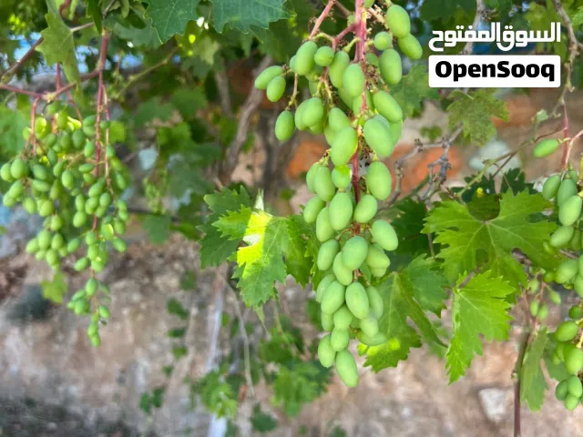 1 Bedroom Farms for Sale in Jerash Unaybah