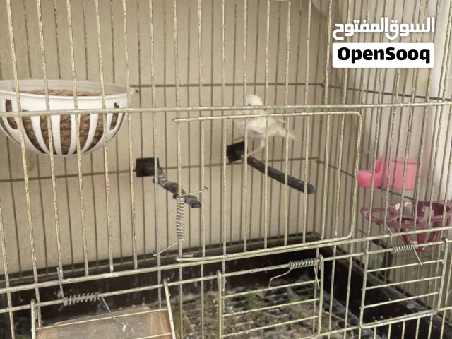 أنثى كناري