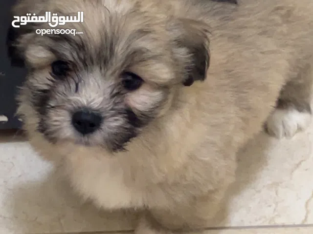 جراو فرنش للبيع العمر شهرين،لعوبين وصحتهم ممتازه،متوفرين للحجز