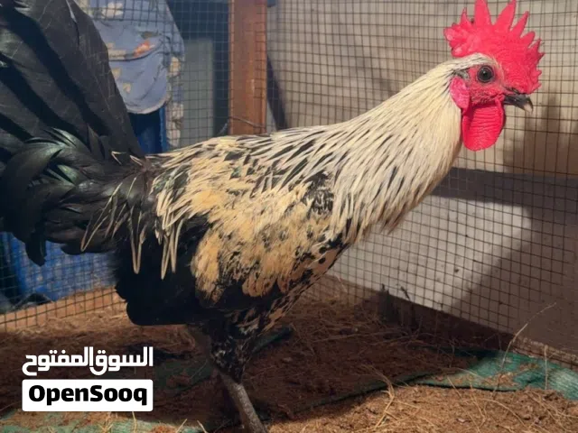للبيع ديك بحريني