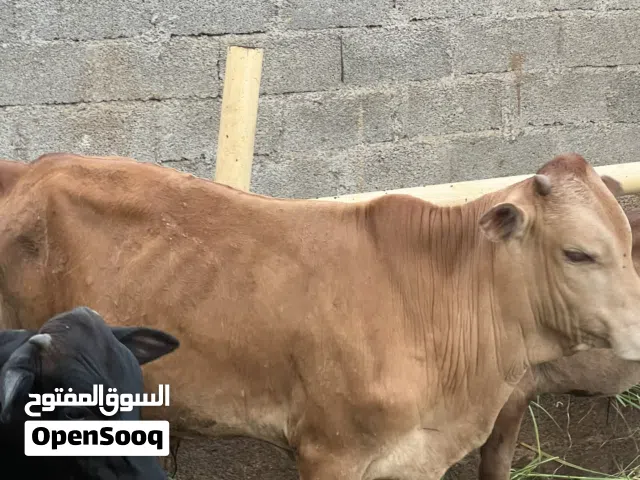 عجل عماني للبيع