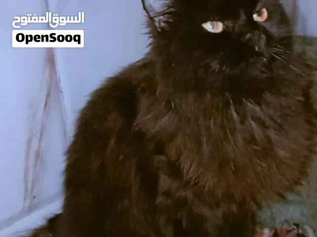 قط. انثه للبيع. لعدم. الوقت.