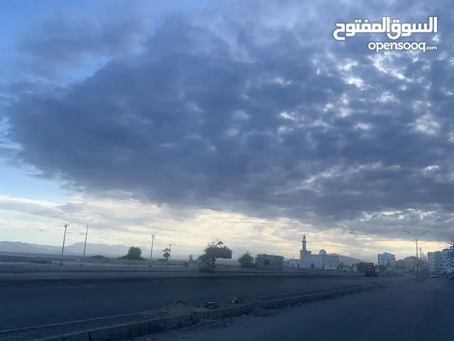 مطلوب سلحفاه صغيره