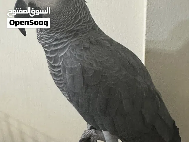 ببغاء كاسكو افريقي جامبو