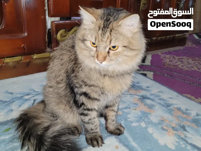 قط ذكر شيرزاي من النسل التركي