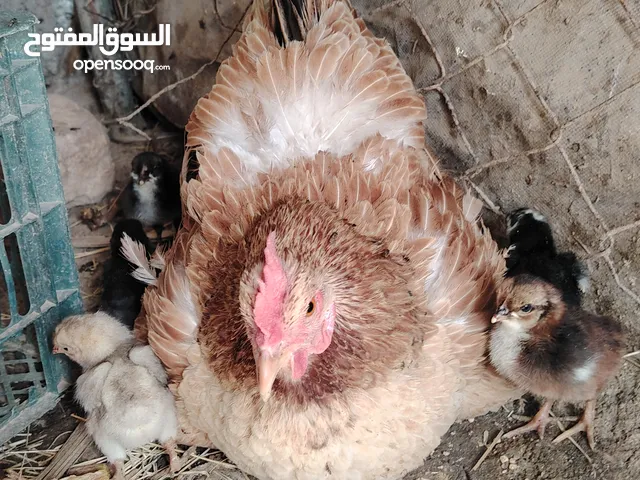 دجاجه عرب خط اول