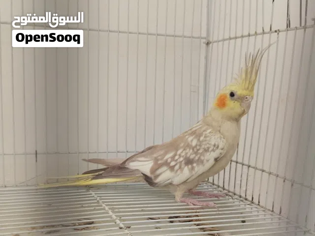 انثى كوكتيل مصوقرة وبالفيديو