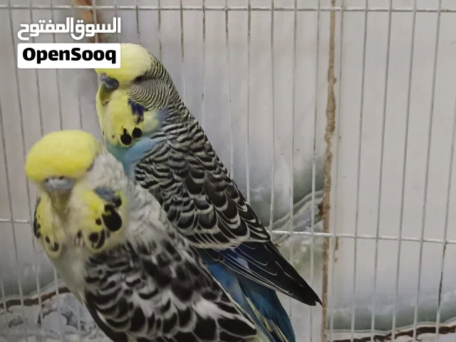 طير حب نكليزي مايات