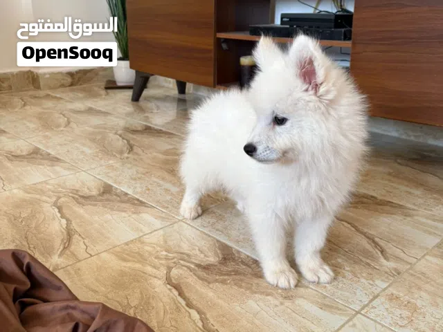 جرو سامويد عمره شهرين