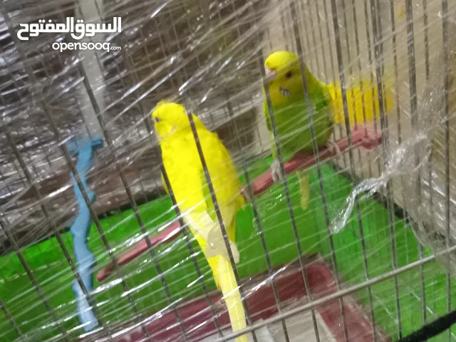 طيور الحب جوز شغالات