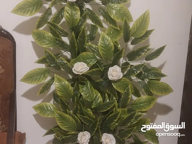 شجرة ورد اييض