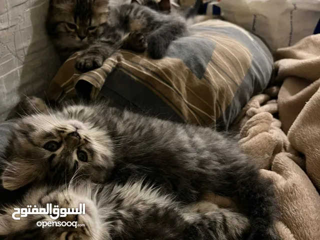 Persian female kittens