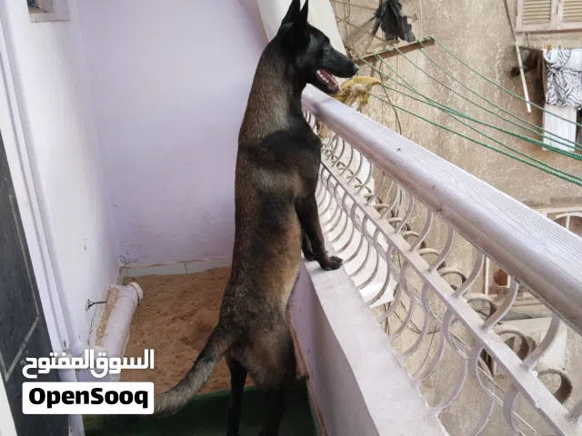 كلبين مالينو دارك الام حائض و جاهزة للزواج و بنتها