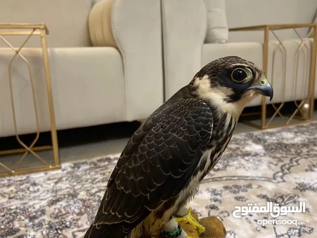 مطلوب جليمية