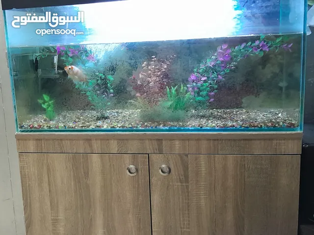 حوض سمك مع خزانة الحوض بدون أسماك السعر قابل للتفاوض بشيء بسيط