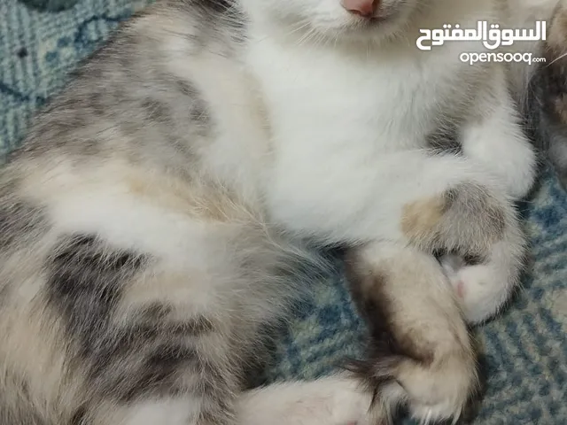 قطه للتبني