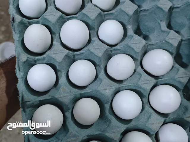 متاح بيض دجاج إسباني سبرايت دموي خط اول صور الأمهات بالمنشور