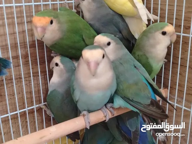 طيور روز محليه
