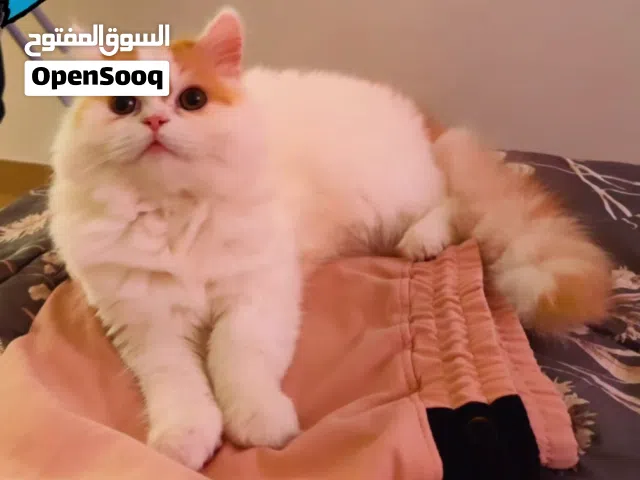 neutered & vaccinated PERSIAN CAT