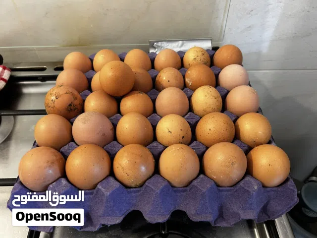 للبيع بيض دجاج لوهمان براون ألماني بيووور! مخصب