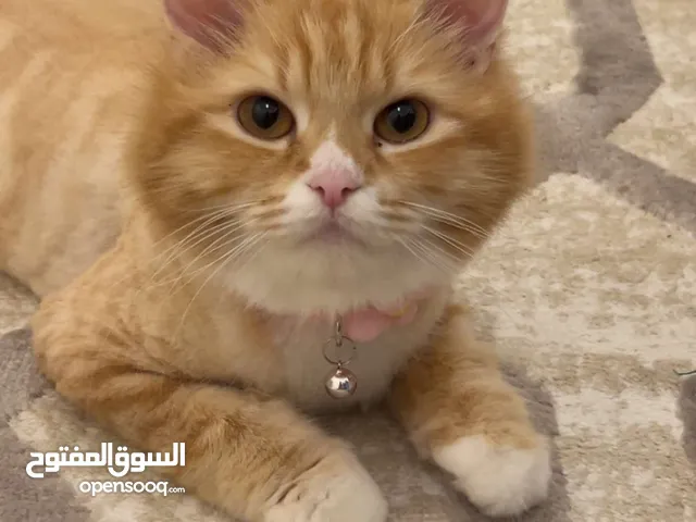 قطه انثى للتزاوج