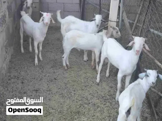 تيوس دنكلي جديع