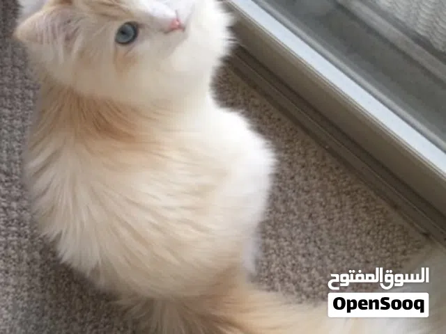 قطوس هملايا انثى