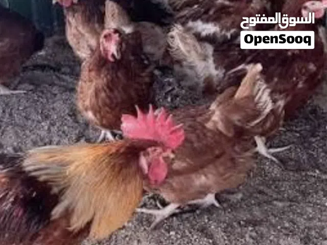 ابحث ابحث عن دجاج لهولندي للبيع