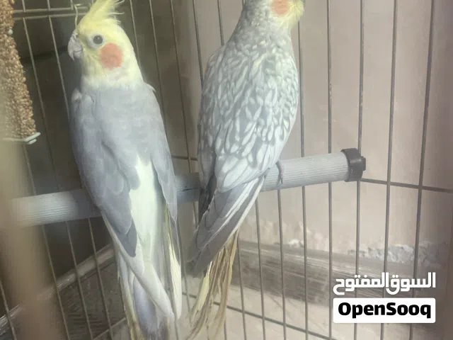 جوز كوكتيل