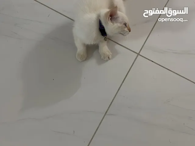 قط شيرازي-هيمالايا