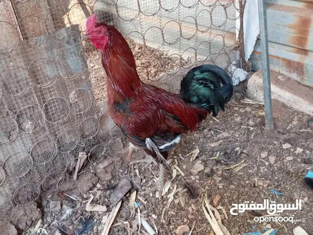3 ديوك سوبر