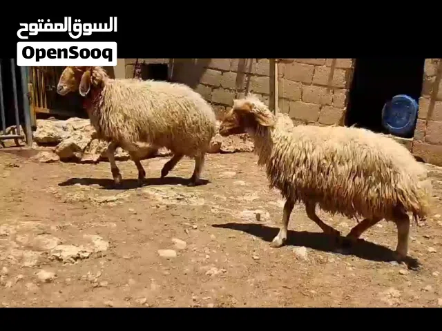 نعشتين سن جمع وزن