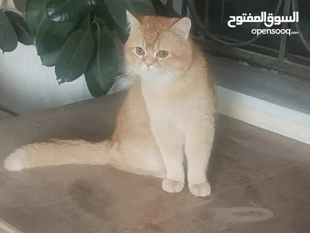 بسه اليف للبيع